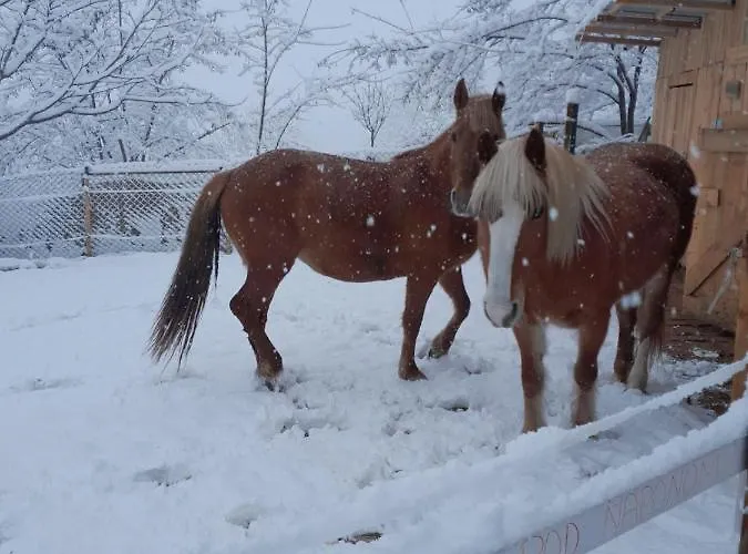 Miris Lavande Sremska Kamenica